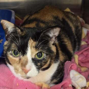 Daisy -  Domestic Short Hair Cat for Adoption in Bedford, New Hampshire - Daisy | PetCurious