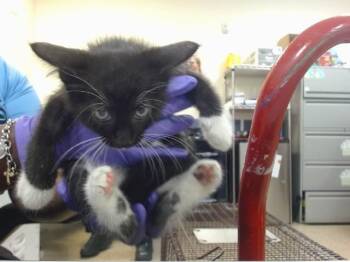 PEEP -  Domestic Short Hair Cat for Adoption in Doral, Florida - PEEP | PetCurious