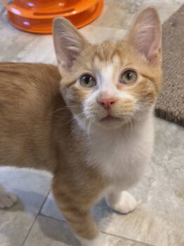 Rescue Domestic Short Hair Cats for Adoption in Cincinnati, Ohio - Dunnkin | PetCurious