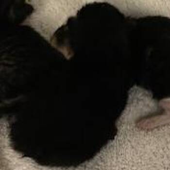 Domestic Short Hair Cats Available for Adoption in Pittsburgh, Pennsylvania - Vlad | PetCurious