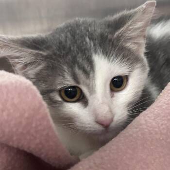 Flower -  Domestic Short Hair Cat for Adoption in Edinburg, Texas - Flower | PetCurious