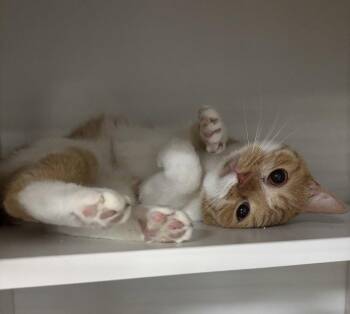 Domestic Short Hair Cats Available for Adoption in Cuyahoga Falls, Ohio - Jellybean | PetCurious