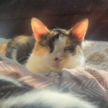 Rescue Domestic Short Hair Cats for Adoption in Portage, Michigan - Midge | PetCurious