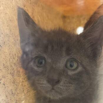 Domestic Short Hair Cats Available for Adoption in Philadelphia, Pennsylvania - Pooh | PetCurious