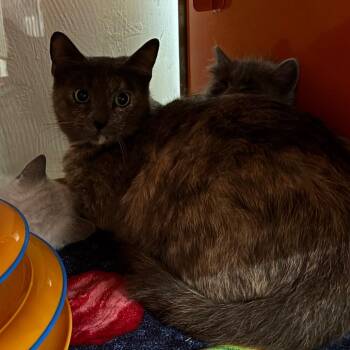 Tuna Melt -  Domestic Short Hair Cat Available for Adoption in Morgan Hill, California - Tuna Melt | PetCurious