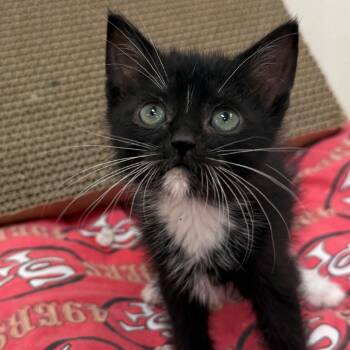 Luke -  Domestic Medium Hair Cat for Adoption in Fort Bragg, California - Luke | PetCurious