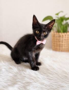 KIKI -  Domestic Short Hair Cat for Adoption in Houston, Texas - KIKI | PetCurious