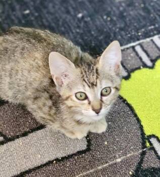 Rescue Domestic Short Hair Cats for Adoption in Tustin, California - Cora | PetCurious