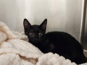 Domestic Short Hair Cats Available for Adoption in Las Vegas, Nevada - RYAN GOSLING | PetCurious