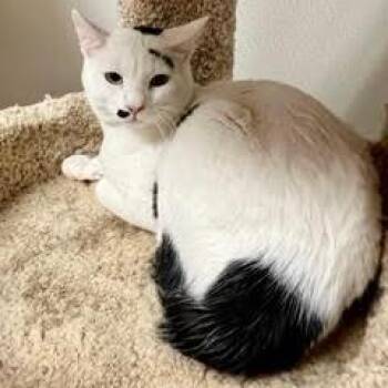 Domestic Short Hair Cats Available for Adoption in Green Valley, Arizona - Milo | PetCurious