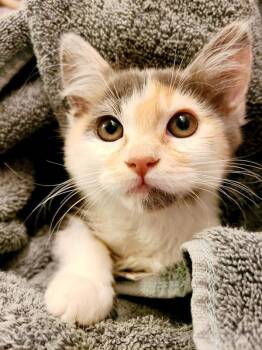 Rainbow -  Domestic Medium Hair Cat for Adoption in Salt Lake City, Utah - Rainbow | PetCurious