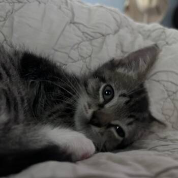 Rescue Domestic Short Hair Cats for Adoption in Bend, Oregon - Hurley - 59368 | PetCurious