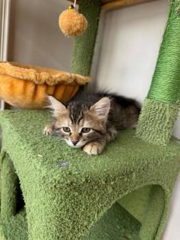 Taquito 5202 -  Domestic Short Hair Cat for Adoption in Bonsall, California - Taquito 5202 | PetCurious