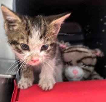 Thespian - At shelter -  Domestic Short Hair Cat for Adoption in Rustburg, Virginia - Thespian - At Shelter | PetCurious