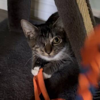 Martini A26-167 -  Domestic Short Hair Cat for Adoption in Santa Rosa Beach, Florida - Martini A26-167 | PetCurious