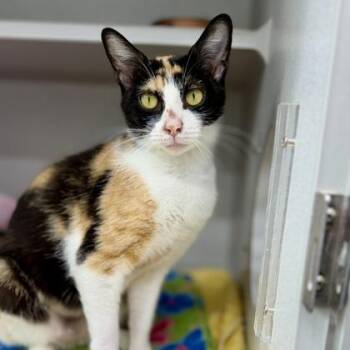 Reese -  Domestic Short Hair Cat for Adoption in Atlanta, Georgia - Reese | PetCurious