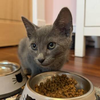 Smokey -  Domestic Short Hair Cat for Adoption in Roanoke, Virginia - Smokey | PetCurious