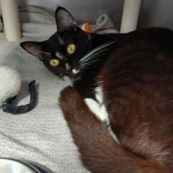 Domestic Short Hair Cats Available for Adoption in Morristown, Vermont - Blossom | PetCurious