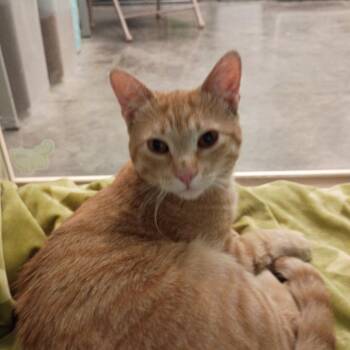 Cheeto -  Domestic Short Hair Cat for Adoption in Show Low, Arizona - Cheeto | PetCurious