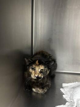 A573401 -  Domestic Short Hair Cat for Adoption - A573401 | PetCurious