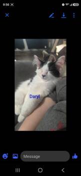 Daryl     AG-3 -  Domestic Medium Hair Cat for Adoption in Metamora, Illinois - Daryl     AG-3 | PetCurious