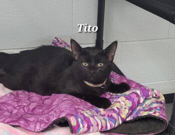 Tito -  Domestic Short Hair Cat for Adoption in Morganton, North Carolina - Tito | PetCurious