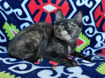 Velora -  Domestic Short Hair Cat for Adoption in Corpus Christi, Texas - Velora | PetCurious