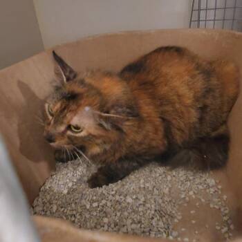 Tessie -  Domestic Short Hair Cat for Adoption in Port Charlotte, Florida - Tessie | PetCurious
