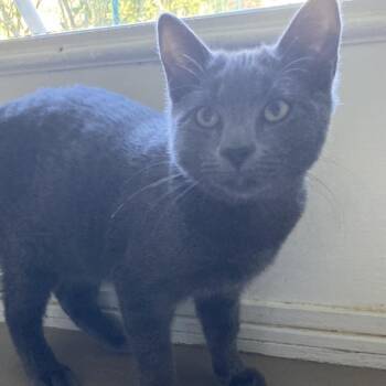 Brazos -  Domestic Short Hair Cat for Adoption in Pittsford, Vermont - Brazos | PetCurious