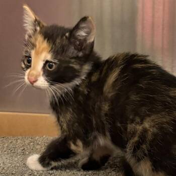 GINGER -  Domestic Short Hair Cat for Adoption in St. Louis, Missouri - GINGER | PetCurious
