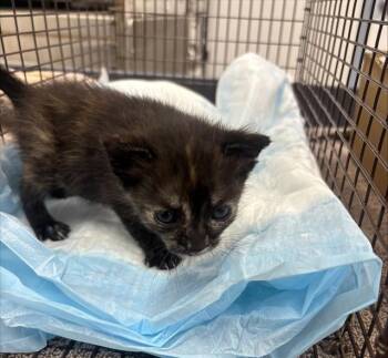 Domestic Short Hair Cats Available for Adoption in Fort Lauderdale, Florida - A2474499 | PetCurious