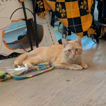 Chervil -  Domestic Short Hair Cat for Adoption in Evanston, Illinois - Chervil | PetCurious