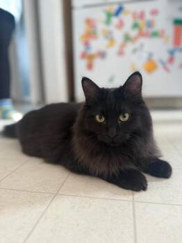 Domestic Long Hair Cats Available for Adoption - Toothless Watson | PetCurious