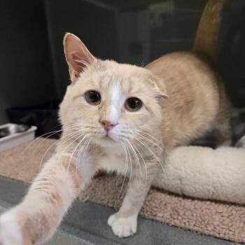 Domestic Short Hair Cats Available for Adoption - Little Foot  | PetCurious