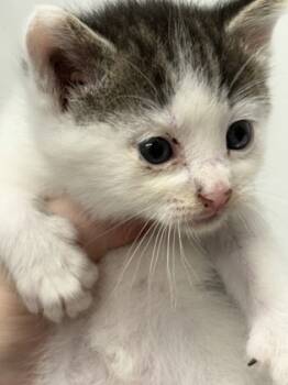 Rescue Domestic Short Hair Cats for Adoption in West Chester, Pennsylvania - Patches | PetCurious