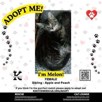 Melon -  Domestic Short Hair Cat for Adoption in OSBORNVILLE, New Jersey - Melon | PetCurious