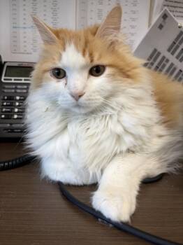 Domestic Long Hair Cats Available for Adoption in Las Vegas, Nevada - GIZMO | PetCurious