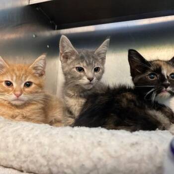 Pubert -  Domestic Short Hair Cat for Adoption in Dayton, Ohio - Pubert | PetCurious