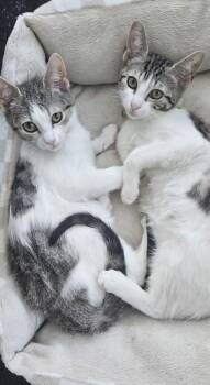 Domestic Short Hair Cats Available for Adoption - Twilightgleam | PetCurious
