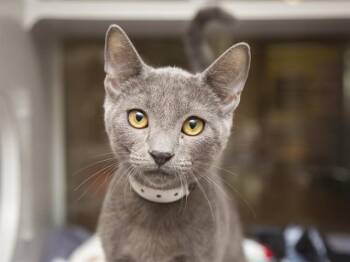 MYLES -  Domestic Short Hair Cat for Adoption in Phoenix, Arizona - MYLES | PetCurious
