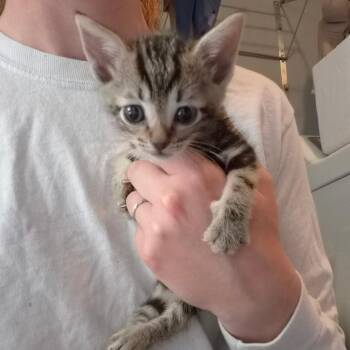 Timmy -  Domestic Short Hair Cat for Adoption in Bedford, New Hampshire - Timmy | PetCurious