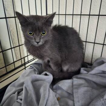 Gracie Cat OS NV -  Domestic Short Hair Cat for Adoption in Las Vegas, Nevada - Gracie Cat OS NV | PetCurious