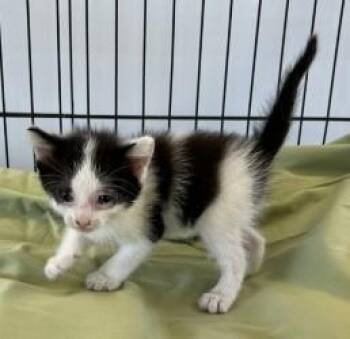 Kelvin -  Domestic Short Hair Cat for Adoption in West Memphis, Arkansas - Kelvin | PetCurious