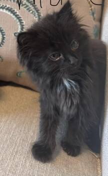 Harlow -  Domestic Long Hair Cat for Adoption in Ephrata, Washington - Harlow | PetCurious