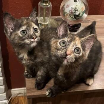 Pixie & Sophie, torties sissies -- bonded pair -  Tortoiseshell Cat for Adoption in Tustin, California - Pixie & Sophie, Torties Sissies -- Bonded Pair | PetCurious