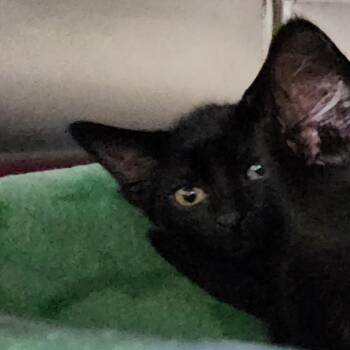 Wynonna -  Domestic Short Hair Cat for Adoption in Walker, Michigan - Wynonna | PetCurious