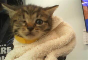 HOLLY -  Domestic Short Hair Cat for Adoption in Charlotte, North Carolina - HOLLY | PetCurious