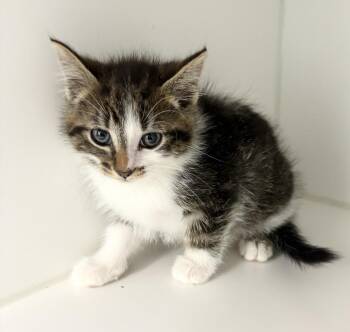 Rusty -  Domestic Medium Hair Cat for Adoption in Rochester, Indiana - Rusty | PetCurious