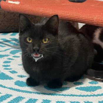Archer -  Domestic Short Hair Cat for Adoption in Garfield, Arkansas - Archer | PetCurious