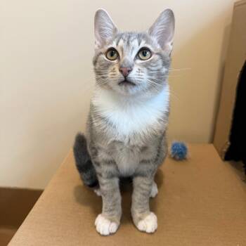 Domestic Short Hair Cats Available for Adoption in Agoura Hills, California - Florence | PetCurious